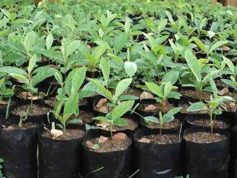 New seed centre expansion strengthens supply